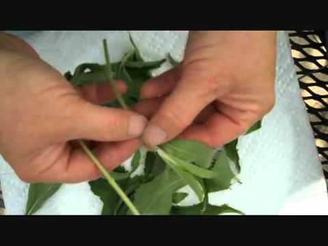 how to harvest and use stevia