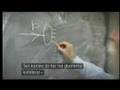 Higgs boson - CERN LHC - Fermilab Tevatron (2)