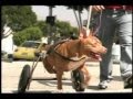 Pit Bull Heroes