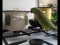 Кеша зеленый попугай хочет есть! http://www.youtube.com/watch?v=fCeYHpDe580&feature=related