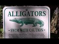 Manatees  at Blue Spring Florida