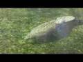 Manatees  at Blue Spring Florida