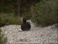 guillaume.wmv