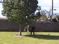 Falco K9 Academy Handler Protection