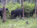 Indian Wildlie