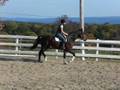 baby trot and jump.MOV