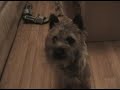 Fraggle the Cairn - Scared of Feathers Fraggle the Cairn - Scared of Feathers