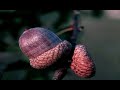 How to ID Quercus rubra