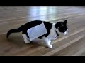 Click here to watch this video Gato+Cinta adhesiva = Experimento
