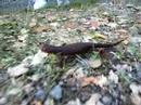 CALIFORNIA NEWT CALIFORNIA NEWT