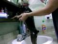 Miniature pinscher taking a bath