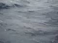 Angelica viendo delfines