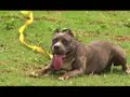 Canil Cara�bas Parte 1. adestramento