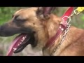 Canil Caraíbas Parte 1. adestramento