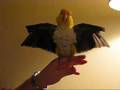 videos de Picassa the white belly flaps on command