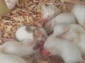 4 minutes of cannibalism (part1)