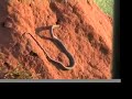Black mamba snake backing out of hole Black mamba snake backing out of hole