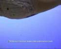 rangiroa 06 iiª parte www videosdebuceo com