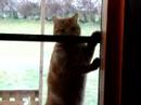 Gustav wants in