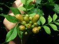 My Trumpet Vines, a few facts and the first Hummingbird I could capture on film this year. So Far.