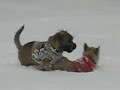 Rescue Cairn Terrier Puppies Playing in the Snow