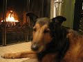 Doggy Yule LOG Holiday, PawShow Doggy Yule LOG Holiday, PawShow