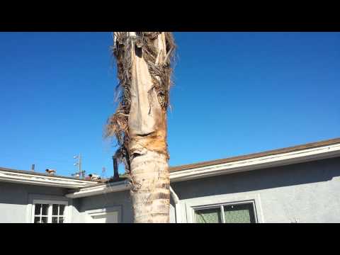 how to transplant a large queen palm