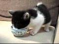 Un chaton nomm� Panda (troisi�me partie).