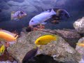 African Cichlids (125gal Malawi-Tanganyika)
