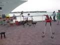videos de Key West - Crazy Cat Guy 02