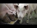 Iowa Hog Heaven