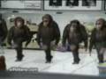 videos de Monkey dance