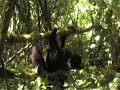 Mountain Gorilla infant falls from a tree
