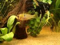 Aquario plantado 