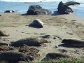 Elephant Seals During Mating Season Elephant Seals During Mating Season