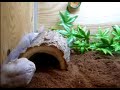 Snake Terrarium [Elaphe] [Terariu sarpe]