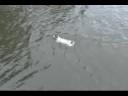 Gator Fetches Ball in Bay