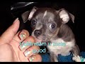 Funny Chihuahua Funny Chihuahua