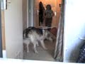 darck mon chien saut en longeur darck mon chien saut en longeur