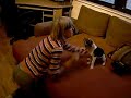jack russell terrier - Bubka d?l� p?ekul se