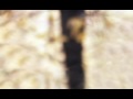 Search Video