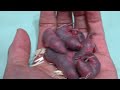 6 baby gerbils day 2 (at night) 6 baby gerbils day 2 (at night)