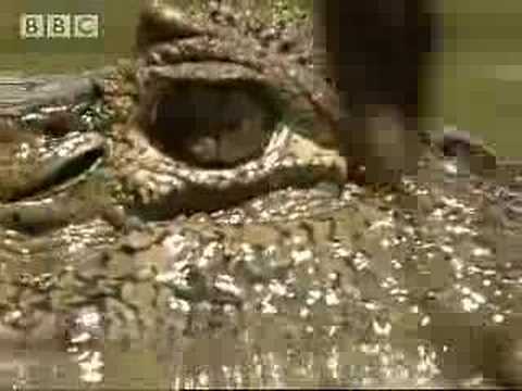 Caiman vs Capybara - BBC wildlife