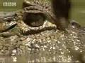 Crocodile vs anaconda - BBC wildlife