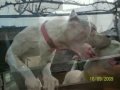 Dogo Argentino 4º Video Del Foro Www.argentinodogos.com.ar