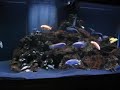 MBUNA 90 gallon fish tank African Cichlids From Lake Malawi