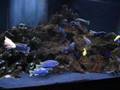 MBUNA 90 gallon fish tank African Cichlids From Lake Malawi