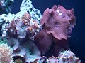 Pequeno video do meu aquario grande que está iniciando ser populacionado; está maturando há 90 dias e já colocamos os primeiros espécimes há 30 dias. 