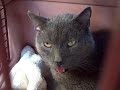 Otis Expresses His Opinion on Being Taken to the Vet