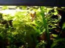 um aquario plantado comunitario de 200 litros 